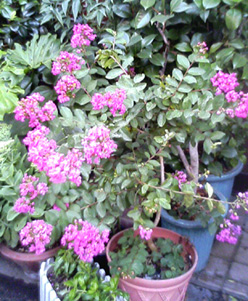 a0098418_0124860.jpg