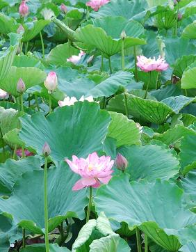 ハスまつり　　群馬県館林市_c0115121_21271930.jpg