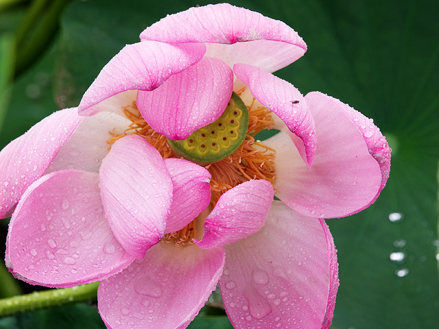 梅雨だもんなぁ～_a0041722_19245922.jpg