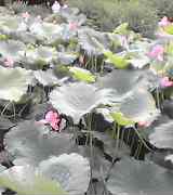 ＬＯＶＥＬＡＮＤ　ＩＳＬＡＮＤ　　Ｖｏｌ　１_a0078827_2222064.jpg