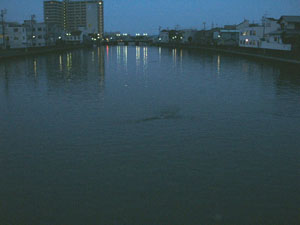 巴川の魚・・・part2_f0129627_12554996.jpg