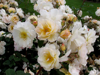 e0021328_08388.jpg