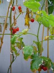 f0013029_18201753.jpg