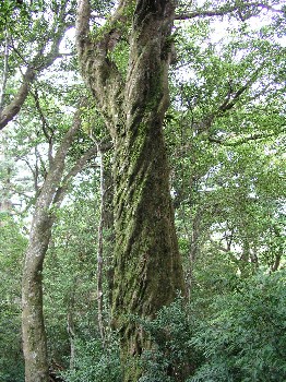 屋久島の研修の成果　「生地の家」職人’ネットワ－ク NO12_d0009738_1902861.jpg