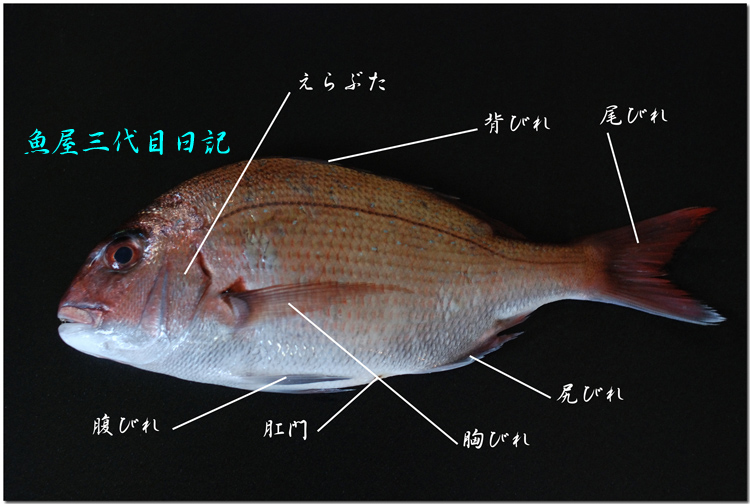 魚体の名称 紛らわしい 鰭 ヒレ の名称を写真で説明します 魚屋三代目日記