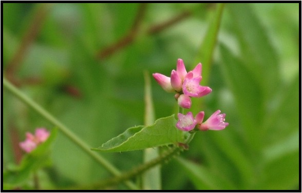ママコノシリヌグイ 野草風薫