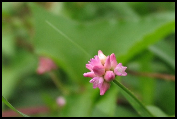 ママコノシリヌグイ 野草風薫