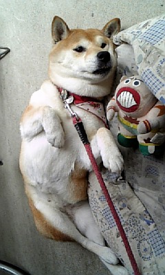 梅雨どっぷり。。。_c0049950_12562976.jpg