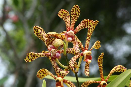ラン科 Orchidaceae えるだまの植物図鑑 ラン科 Orchidaceae えるだまの植物図鑑