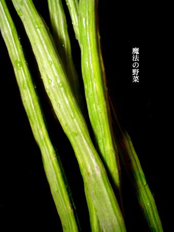 魔法の野菜_f0056476_12323723.jpg