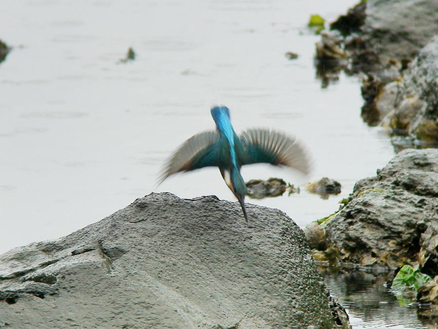 カワセミ　（ブッポウソウ目/カワセミ科・L17cm）_c0098793_20315524.jpg