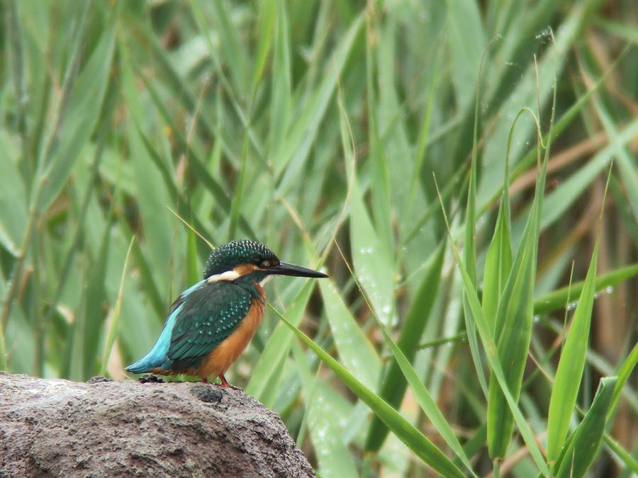 カワセミ　（ブッポウソウ目/カワセミ科・L17cm）_c0098793_2032369.jpg