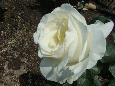 f0146493_757089.jpg
