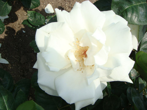 f0146493_7575474.jpg