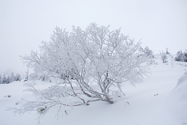 雪華_f0119701_10542578.jpg