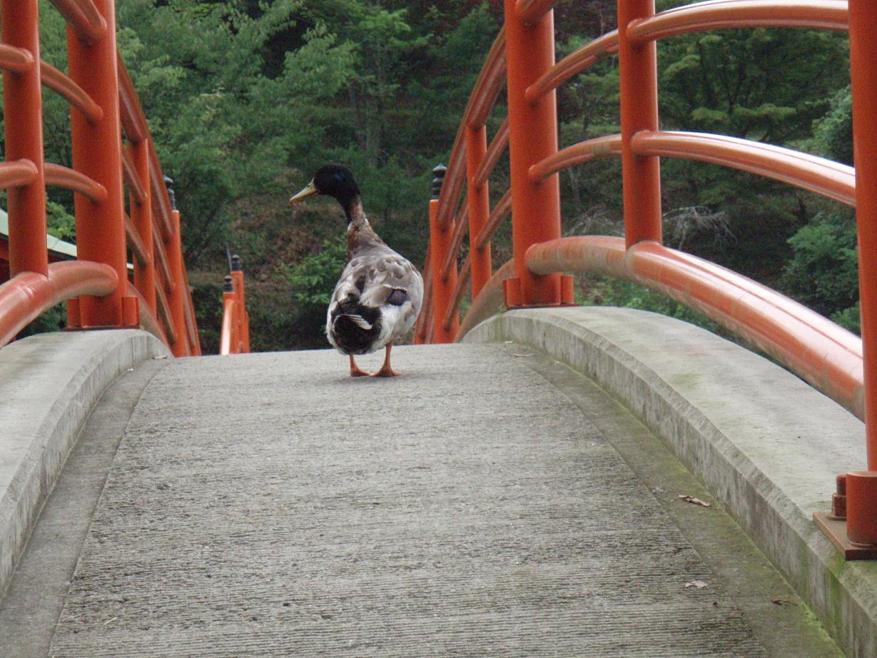 紫陽花　　　四葩かて朱の橋歩く鴨可笑し_d0051106_0132657.jpg