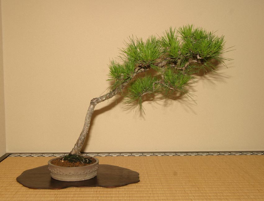 信州産 赤松 山木 山採り 赤幹 古木 長野県産 盆栽 斜幹 文人