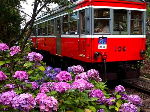 箱根登山鉄道と紫陽花　7月10日_a0023315_17175363.jpg