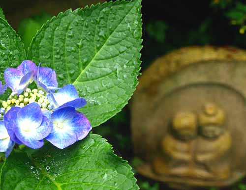 紫陽花と道祖神　7月10日　阿弥陀寺にて_a0023315_172507.jpg