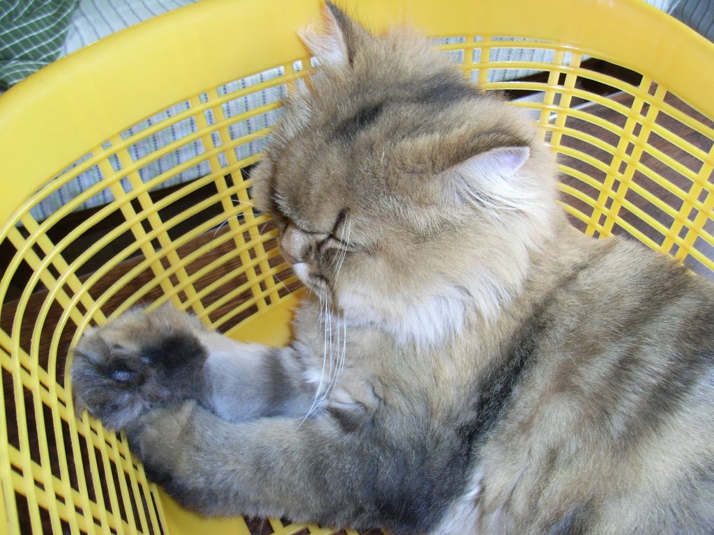 ひさびさの猫たち_c0025115_18584513.jpg