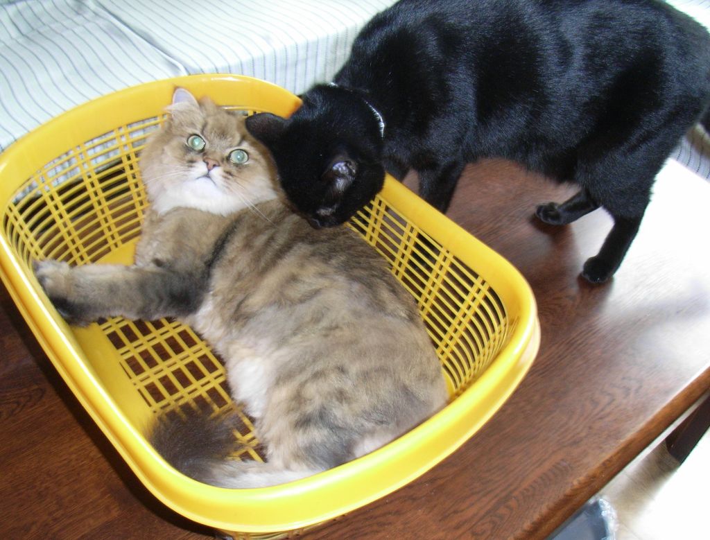 ひさびさの猫たち_c0025115_1913145.jpg