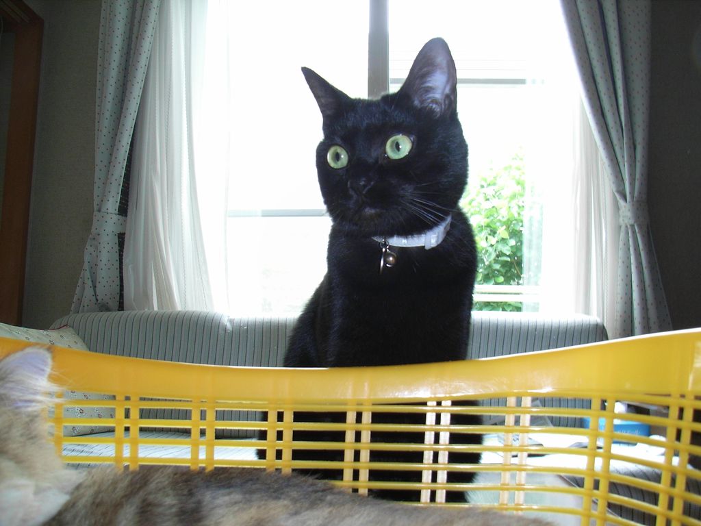 ひさびさの猫たち_c0025115_192253.jpg