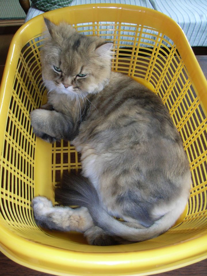 ひさびさの猫たち_c0025115_1925182.jpg