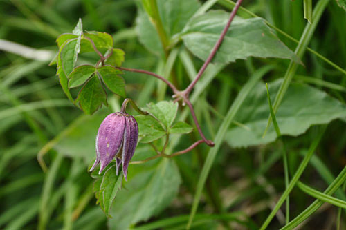 a0087133_643585.jpg