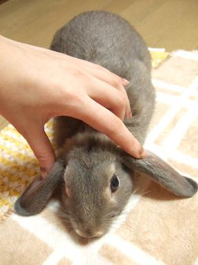 ロップイヤーちゃんです Gli The Rabbit ぐり日記 うさぎ的日常 ロップイヤーちゃんです Gli The Rabbit ぐり日記 うさぎ的日常