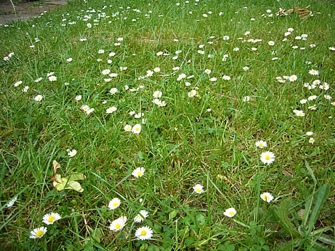 芝生の中に咲く白い花 Photos From U K