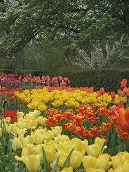 ブルックリン植物園～チューリップ祭り編～_b0031055_2238363.jpg