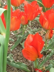 ブルックリン植物園～チューリップ祭り編～_b0031055_2342076.jpg