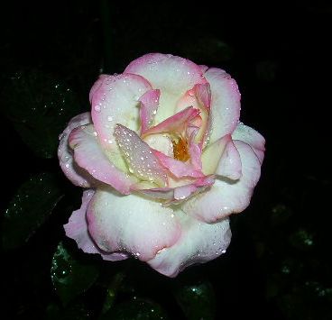 7月11日(水)・・・本当の梅雨!_f0060461_8201049.jpg
