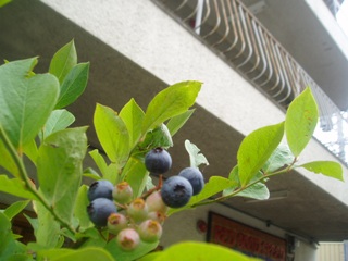 d0104091_14413689.jpg