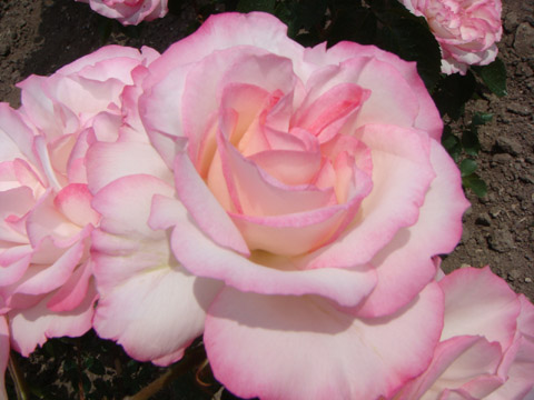 f0146493_9163215.jpg