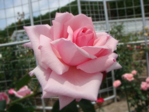 f0146493_916819.jpg