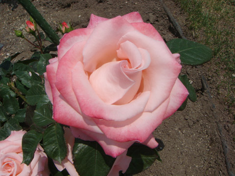 f0146493_9172236.jpg