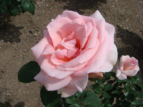 f0146493_9175056.jpg