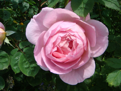 f0146493_9183064.jpg