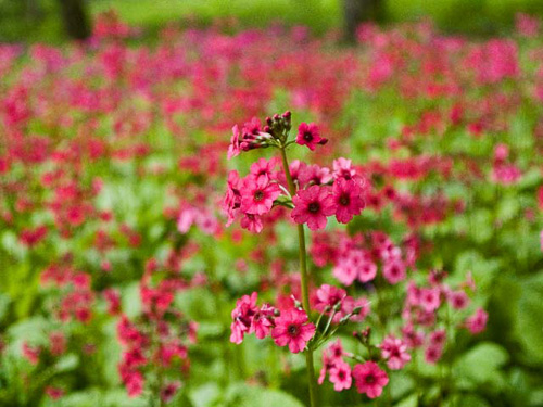 秘密の花園～♪、、、《 千手ケ原のクリンソウ 》_c0008502_167537.jpg