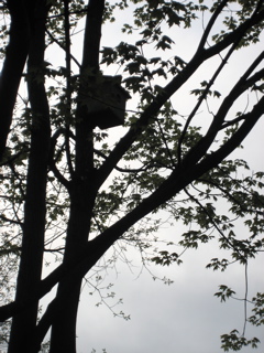 d0066506_92353.jpg