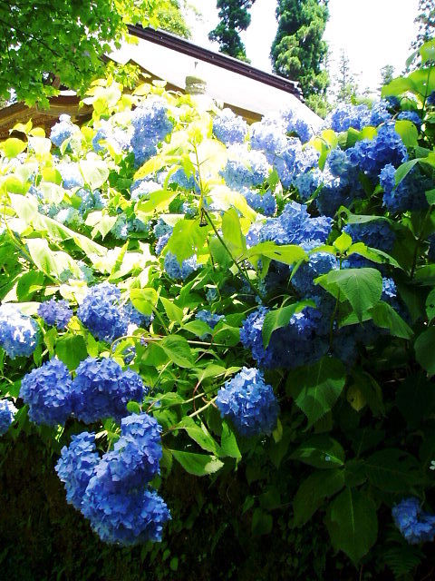 d0001008_827068.jpg