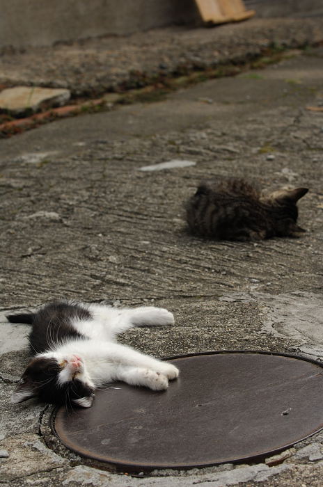 街角ニャンコ・パッとしない日_f0032011_21283955.jpg
