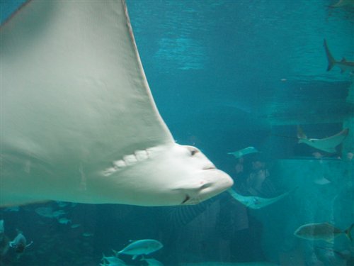 須磨海浜水族園_a0019315_1332350.jpg