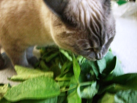 夏はこれが無くっちゃ~~(^▽^)b_c0006826_1952552.jpg