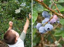 Blueberries for Breakfast_d0085440_3304842.jpg