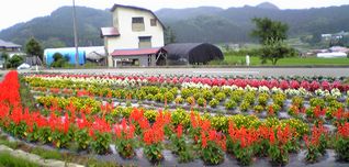 花いっぱい運動_f0081443_21331953.jpg