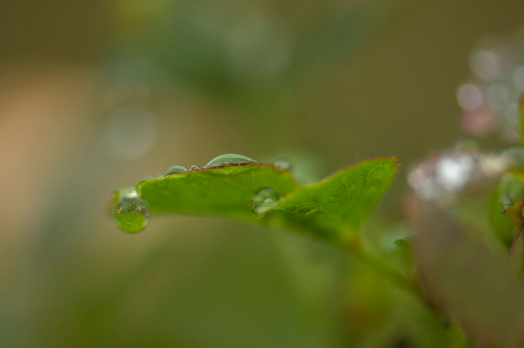 ★雨上がりの庭で　１_b0023047_354136.jpg