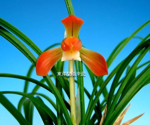 ◇東洋蘭・日本春蘭「万寿、」 No．45 : 東洋蘭風来記奥部屋