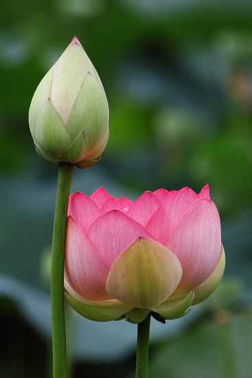 馬場花木園（７月１２日）_c0057265_1531086.jpg